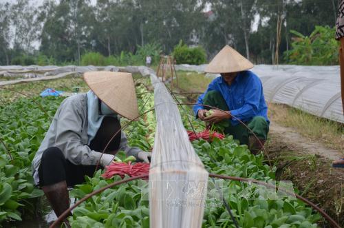 Sau 5 năm triển khai Luật Hợp tác xã năm 2012: Nhiều vướng mắc cần tháo gỡ